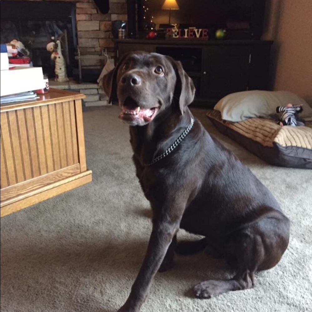 Meet your Posher, Lisa